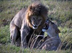 Kenia: Masai Mara Budget-Safari - 3 Tage  Rundreise