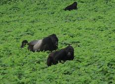 8 Days of Primates, Wildlife and Water Rafting Uganda Safari Tour