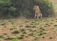 7 Days Uganda Big 5 & Big Cats Safari Tour