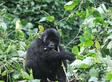 6 Day Uganda Gorilla Trekking, Big 5 & Big Cats Safari Tour