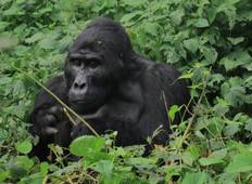 10 dagen Beleef Oeganda\'s exclusieve gorilla\'s en wildlife-rondreis