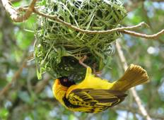 Uganda Safari: Vogelbeobachtung, Nashörner und Primaten Rundreise