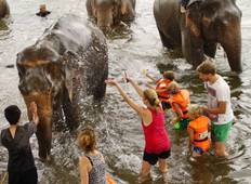 Babysitting an Elephant at River Kwai  Tour