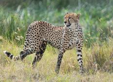 8 Days Safari to experience Serengeti\'s Wildebeest Migration Tour
