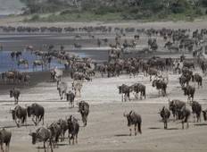 Tansania-Safari von Arusha nach Serengeti Rundreise