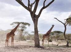 4 Tage Tansania-Safari nach Serengeti, Ngorongoro und Lake Manyara Rundreise