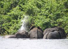 Gabon: Gorillas and More, 5 Days Tour