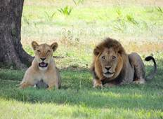 Nairobi & Maasai Mara Safari - 4 Tage Rundreise