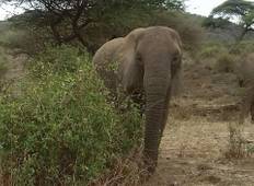 Tansania Big Five Safari (5 Tage) Rundreise