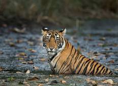 Goldenes Dreieck mit Ranthambore Dschungel Safari - 5 Tage Rundreise