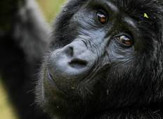 Uganda-Gorilla-Führungen Rundreise
