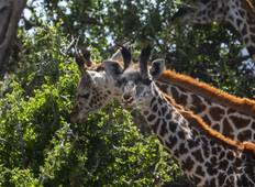 Gerenuk Safari - 3 Tage Rundreise