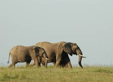 Maasai Mara Safari - 3 Tage Rundreise
