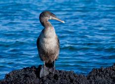 Galapagos Kennenlernen - Archipel I (Reiseroute D) Rundreise