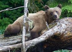 Orcas and Grizzlies Wildlife Tour Tour