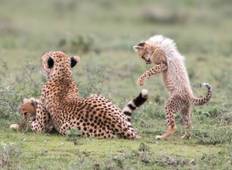 Tansania Safari - 7 Tage Rundreise