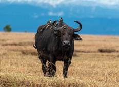 Tansania Entdeckungsreise mit Safari Rundreise