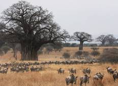 Tansania Budget Safari - 8 Tage Rundreise