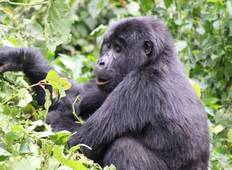 4-daagse gorilla\'s, wilde dieren en chimpansee tocht in Kalinzu Forest-rondreis