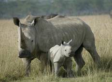 Tagesausflug Rhino Trekking im Ziwa Rhino Reservat Rundreise