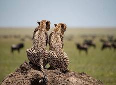 3-tägige Tour zu den besten Parks Afrikas (Serengeti & Ngorongoro Krater) Rundreise