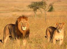 Budget Camping Safari ohne Serengeti - 3 Tage, 2 Nächte Rundreise