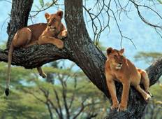 6-Days Exclusive Uganda Gorilla & Lions Safari Tour
