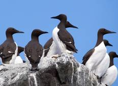 Wildlife Safari by Kayak - Seal & Bird Watching Expedition in the Swedish Archipelago  Tour