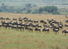 Kenia Safari - Nairobi (8 Tage) Rundreise