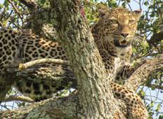 7 Tage Uganda Gorillas und Masai Mara Rundreise