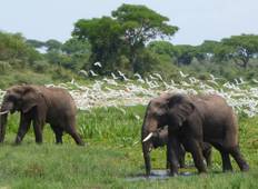 Wildlife Safari in Safari zum Murchison Falls Nationalpark - 3 Tage Rundreise