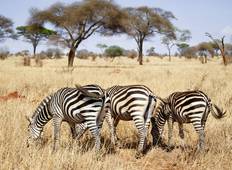 Serengeti & Ngorongoro Safari - 3 Dagen-rondreis
