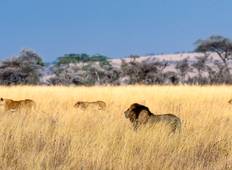 Manyara, Ngorongoro & Serengeti Safari - 4 Tage Rundreise
