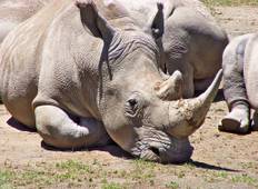 Big Five safari-rondreis