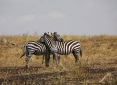 Kenia & Tansania privat geführte Safari (mit kostenloser erster Übernachtung im Raha Suites Hotel & kostenloser Abholung vom Flughafen) - 8 Tage Rundreise