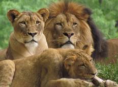 4 Days Masai Mara & Lake Nakuru Budget Camping Wildlife Safari Tour