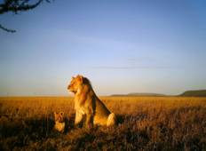 Die Big Five Safari in Tansania-6Days Rundreise