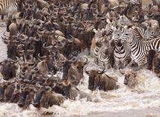 De Grote Serengeti Wildebeestmigratie Oversteek van de Mara rivier-rondreis