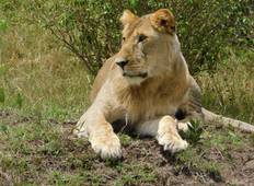 Kenia Safari ab Nairobi - 12 Tage Rundreise