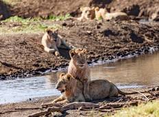 Safari Höhepunkte: Auf Simbas Spuren Rundreise