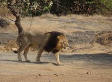 India Wildlife Safari - Aziatische leeuwen met de Bengaalse tijgers-rondreis