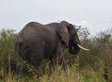 5 Days Special Kidepo National Park Tour