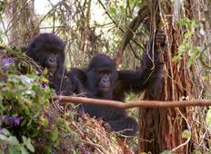 15 Tage Wildlife Tours mit Primaten Rundreise