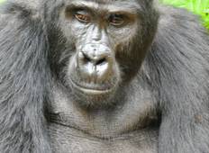 15 Tage Uganda Gorilla und Gamesafari Urlaub Rundreise
