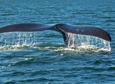 Wale - Pinguine - Robben - Delfinbeobachtung - 4 Tage Rundreise
