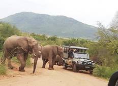 Kruger Nationaal Park 4 dagen-rondreis