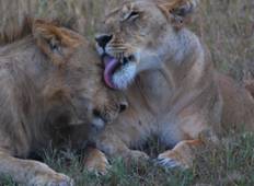 Jambo Kenia! Budget Safari nach Masai Mara, Nakuru, Höllentor und Amboseli - 7 Tage Rundreise