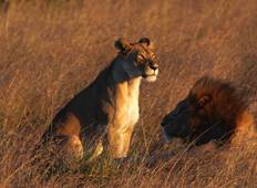 7 Days Jambo Kenya Budget Safari - Masai Mara - Nakuru - Hell\'s Gate and Amboseli Tour