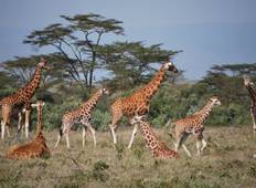 Masai Mara Nationalpark & See Nakuru Safari - 4 Tage Rundreise