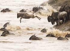 6 Day Adventure Tip to See Migration Crossing Mara River Tour